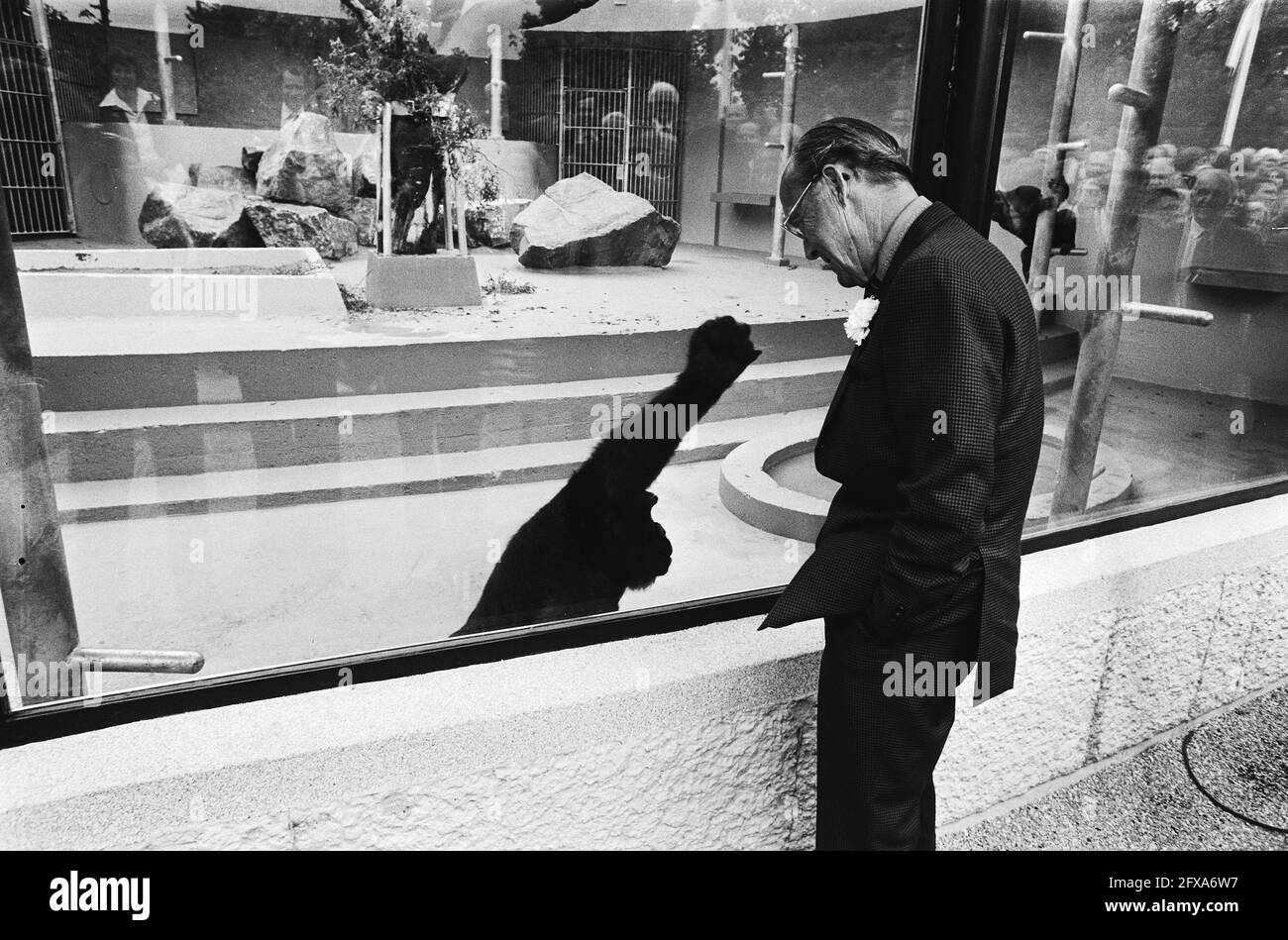 Zoos, Prinzen, Affen, Bernhard, Prinz (1911-2004), 11. Juni 1979, Affen, Zoos, Prinzen, Niederlande, Presseagentur des 20. Jahrhunderts, Foto, Nachrichten zum erinnern, Dokumentarfilm, historische Fotografie 1945-1990, visuelle Geschichten, Menschliche Geschichte des zwanzigsten Jahrhunderts, Momente in der Zeit festzuhalten Stockfoto