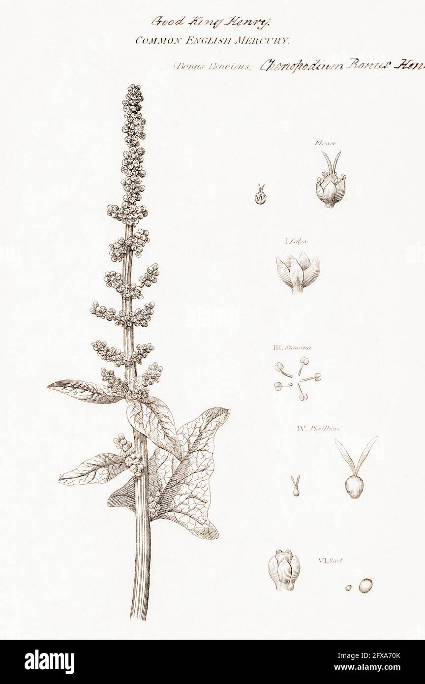 Kupferstich-botanische Illustration von Good King Henry / Chenopodium bonus-henricus aus Robert Thorntons British Flora, 1812. Einmal als Nahrung angebaut. Stockfoto