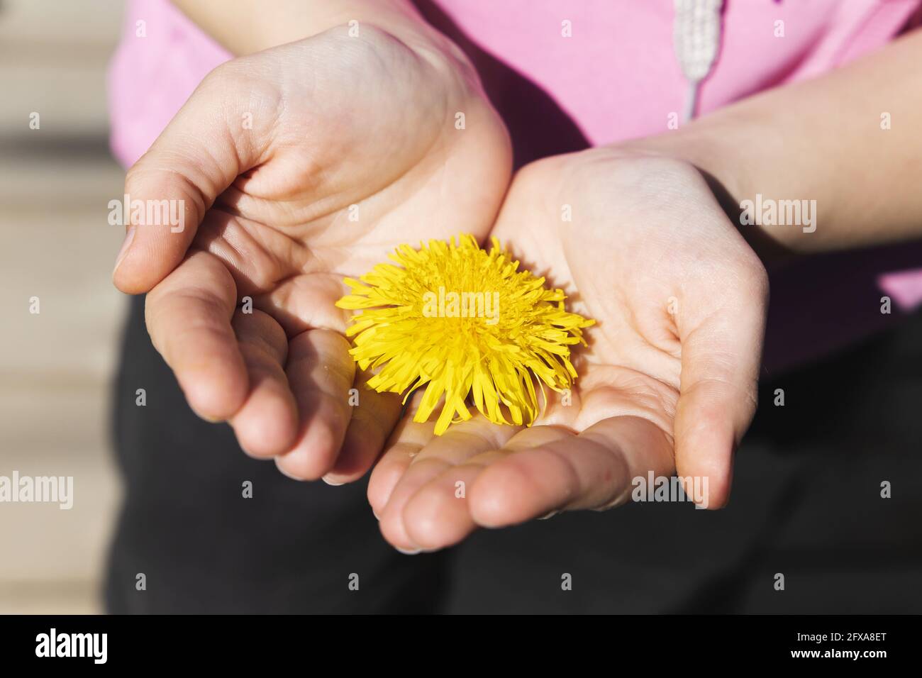 Helle Nelkenglüte in den Händen eines Kindes, Nahaufnahme mit selektivem Weichfokus Stockfoto
