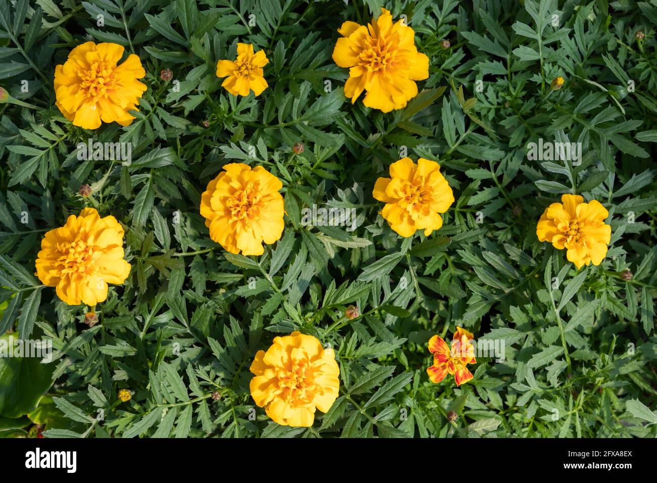 Natürlicher Hintergrund mit dekorativen gelben Blüten über grünen Blättern. Tagetes ist eine Gattung von einjährigen oder mehrjährigen, meist krautigen Pflanzen im sunflo Stockfoto