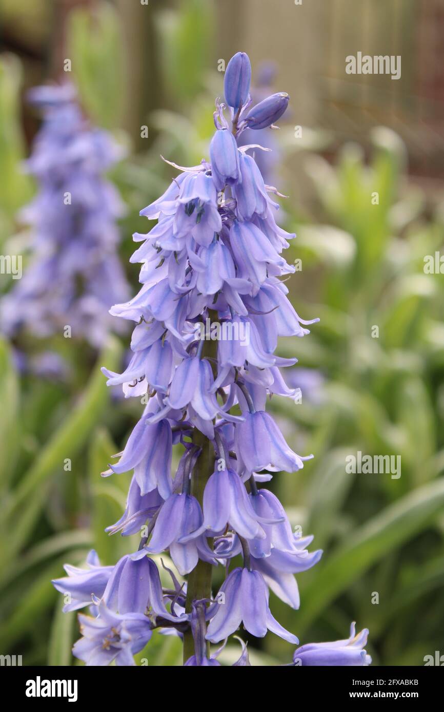 Hybrid Bluebells Lateinischer Name Hyacinthoides X massartianaa Stockfoto