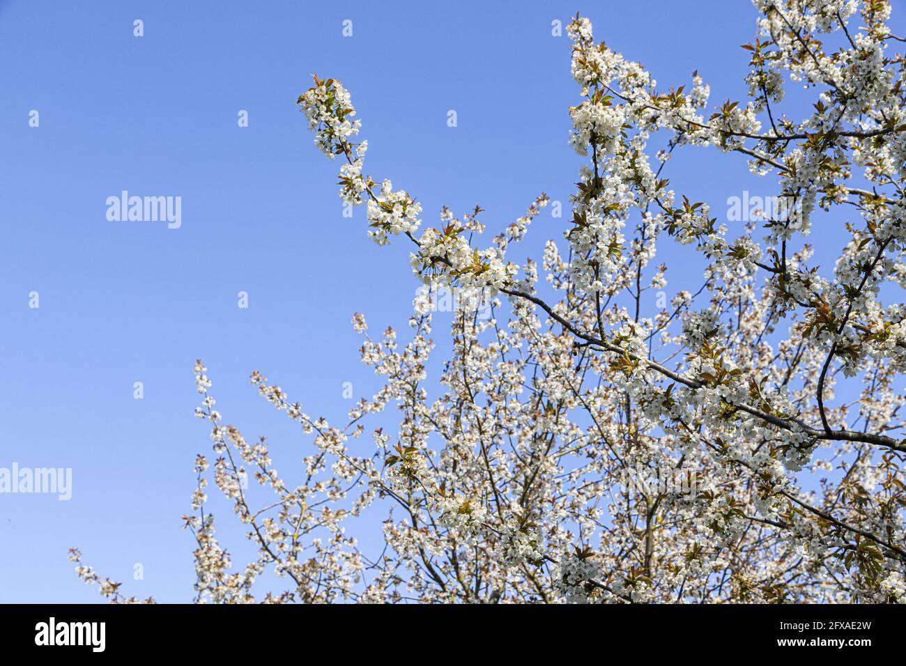 Die Wildkirsche (Gean) blüht im Frühling vor einem klaren blauen Himmel in North Yorkshire, England Stockfoto