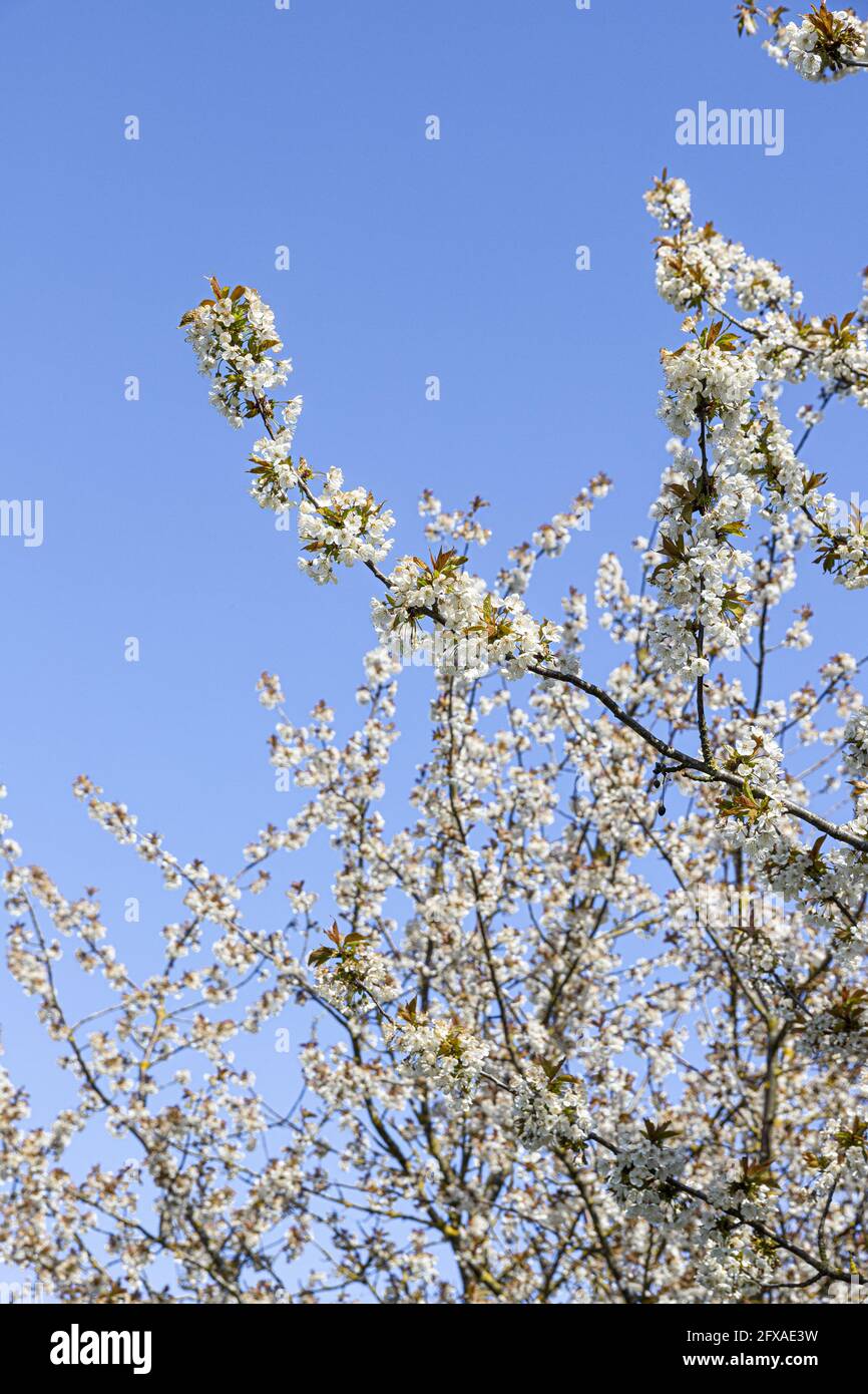 Die Wildkirsche (Gean) blüht im Frühling vor einem klaren blauen Himmel in North Yorkshire, England Stockfoto