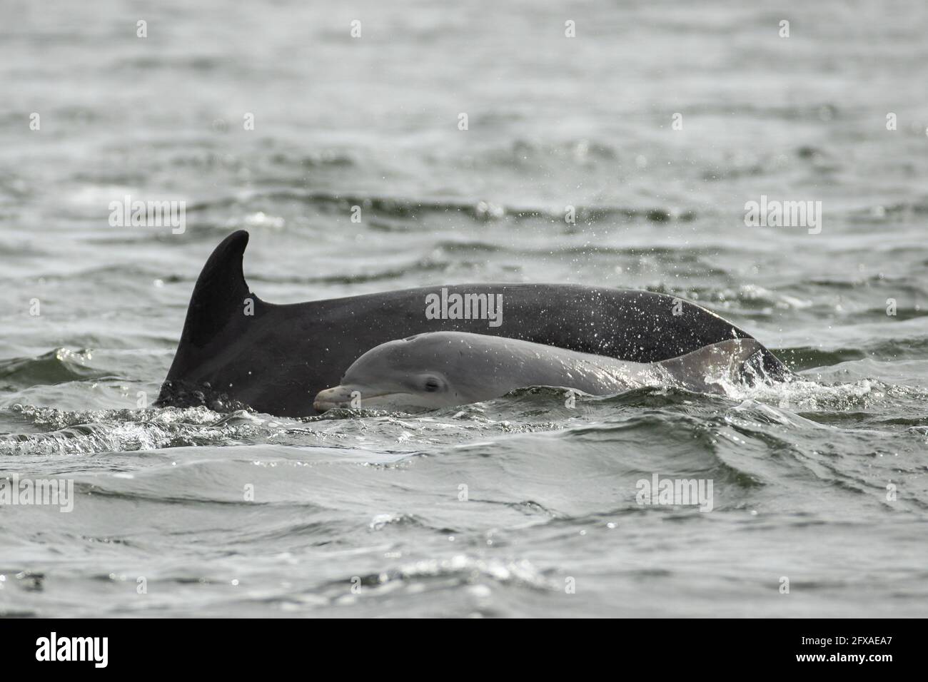 Großer Delphin - Moray Firth Population Stockfoto