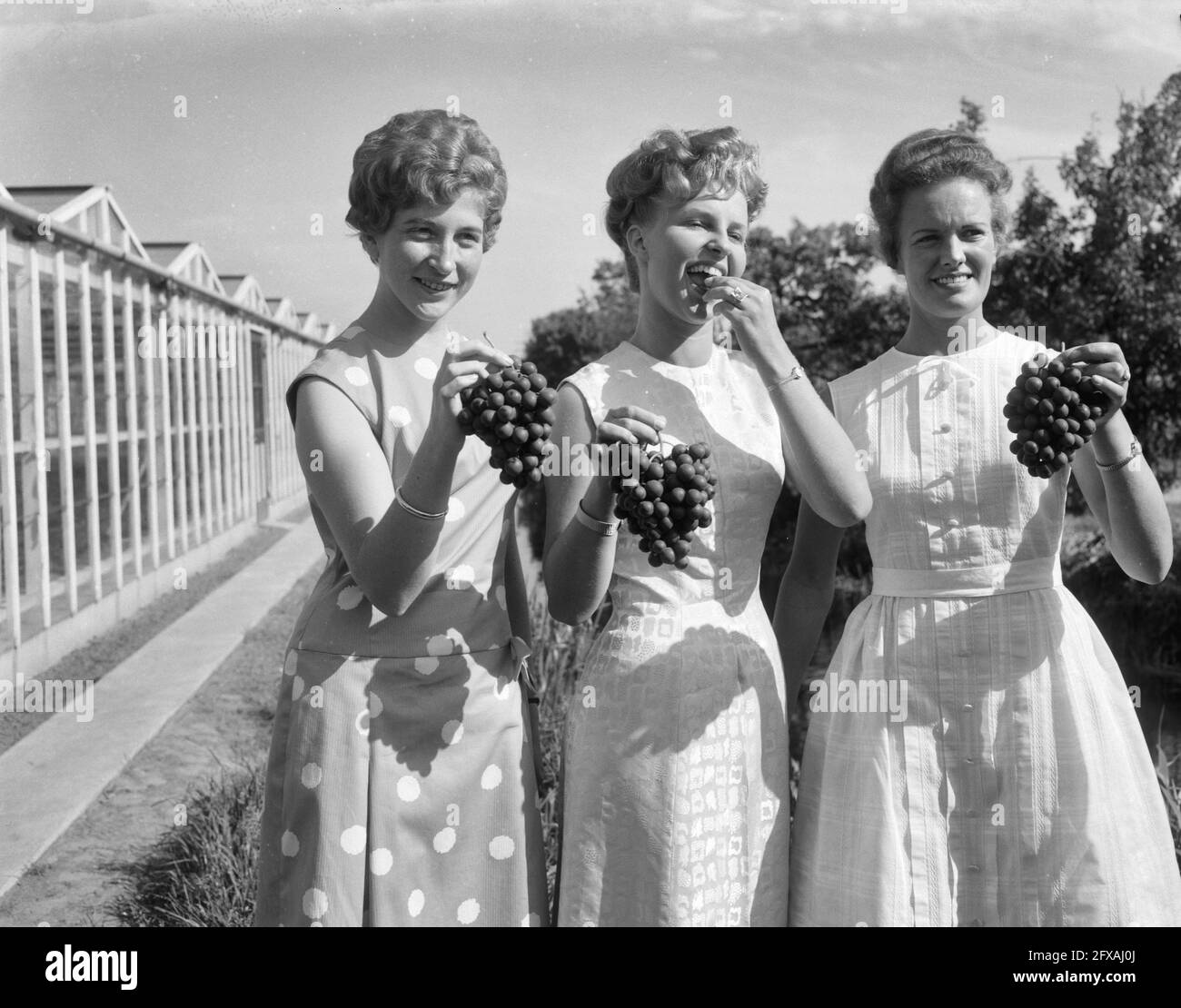 Grape Princess und ihre beiden wartenden Damen wurden der Presse vorgestellt. Von links nach rechts: Nel Hofman (Dame-in-Waiting), Nellie van der Hout als Grape Princess und GRE, 10. Juni 1963, Ladies-in-Waiting, Niederlande, 20. Jahrhundert Presseagentur Foto, Nachrichten zu erinnern, Dokumentarfilm, historische Fotografie 1945-1990, visuelle Geschichten, Menschliche Geschichte des zwanzigsten Jahrhunderts, Momente in der Zeit festzuhalten Stockfoto