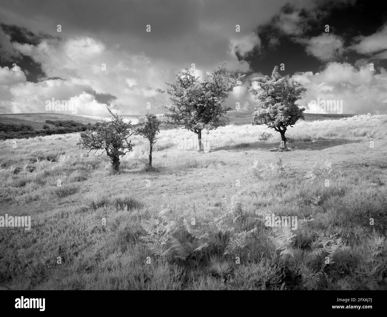 Infrarot-Landschaftsaufnahme von Longstone Hill auf den Quantock Hills im Sommer, Somerset, England. Stockfoto
