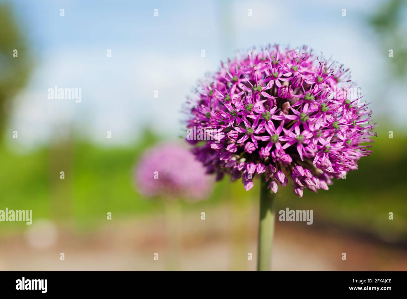 Allium Gladiator blüht im Frühlingsgarten. Lila Blüten wachsen in der Landschaft Stockfoto