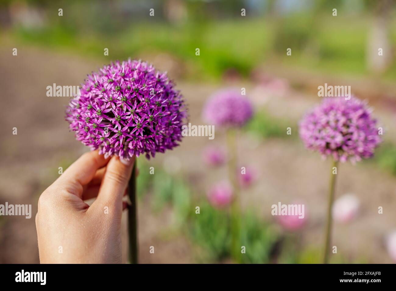 Allium Gladiator blüht im Frühlingsgarten. Gärtner hält lila Blüten in der Landschaft Stockfoto