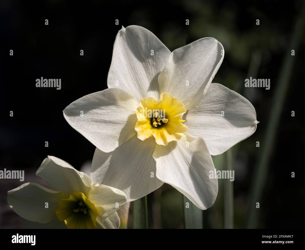 Narcissus Lieke mit ihm weiße äußere Blütenblätter und hellgelbe Trompete. Wächst in einem britischen Garten. Stockfoto