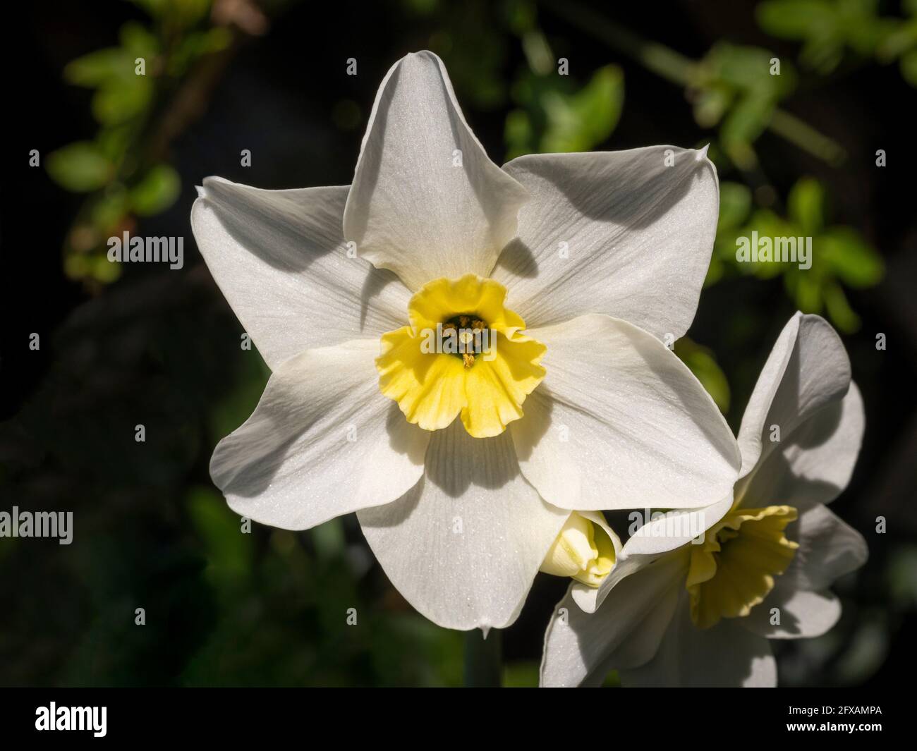 Narcissus Lieke mit ihm weiße äußere Blütenblätter und hellgelbe Trompete. Wächst in einem britischen Garten. Stockfoto