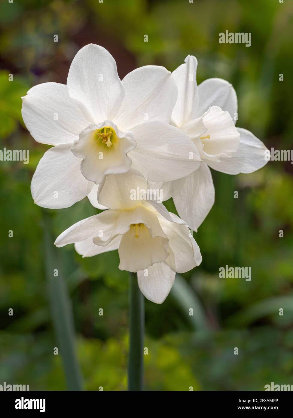 Die weißen Blüten von Narcissus Tresamble, die in einem britischen Garten wachsen. Stockfoto