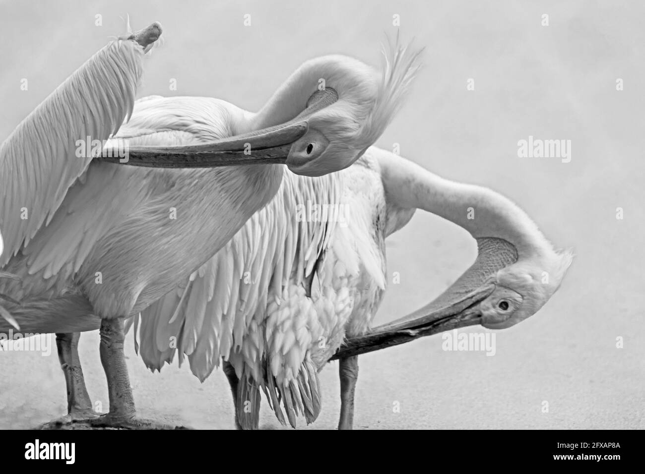 Portratit eines Pelikans, Rosy Pelican, Pelicanus onocrotalus, eine Gattung von großen Wasservögeln der Familie Pelecanidae, Kalkutta, Westbengalen, Indien. Schwarz A Stockfoto
