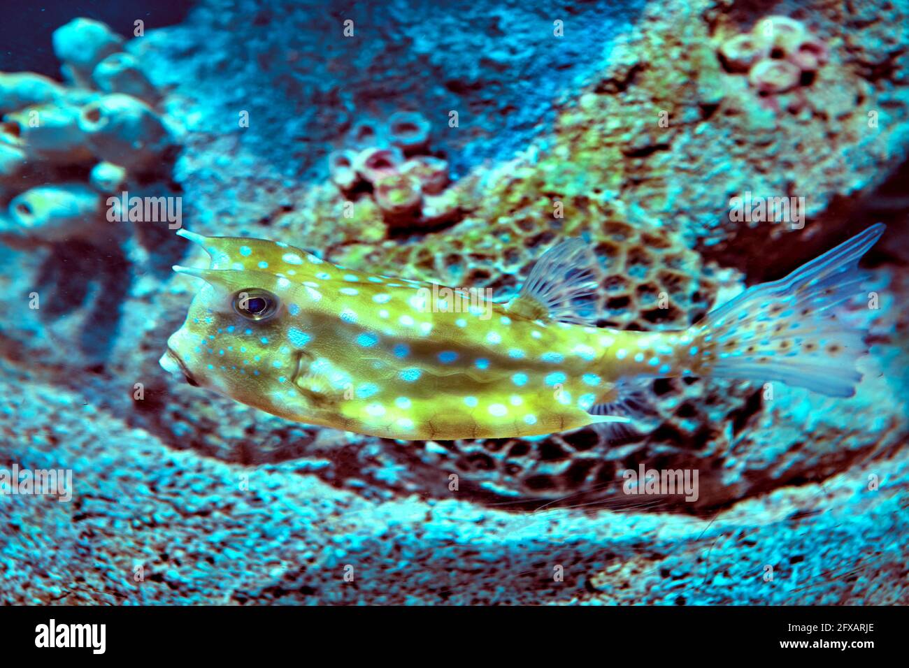 Gehörnte Buchsfische im Aquarium des Meerwasseraquariums. Stockfoto