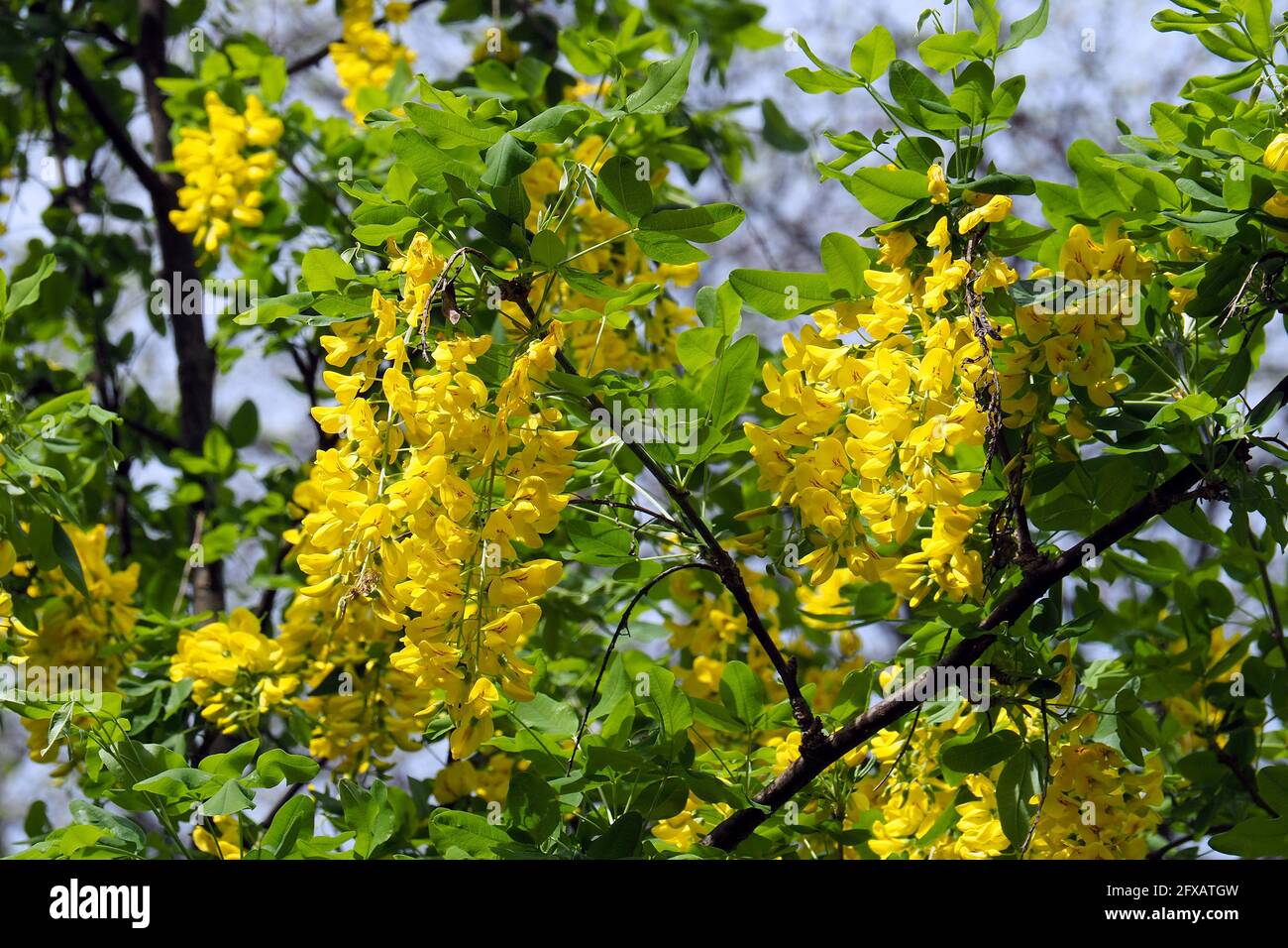 Geläufiges Laburnum, goldene Kette oder goldener Regen, Gemeiner Goldregen, gewöhnlicher Goldregen, Laburnum anagyroides, közönséges aranyeső Stockfoto