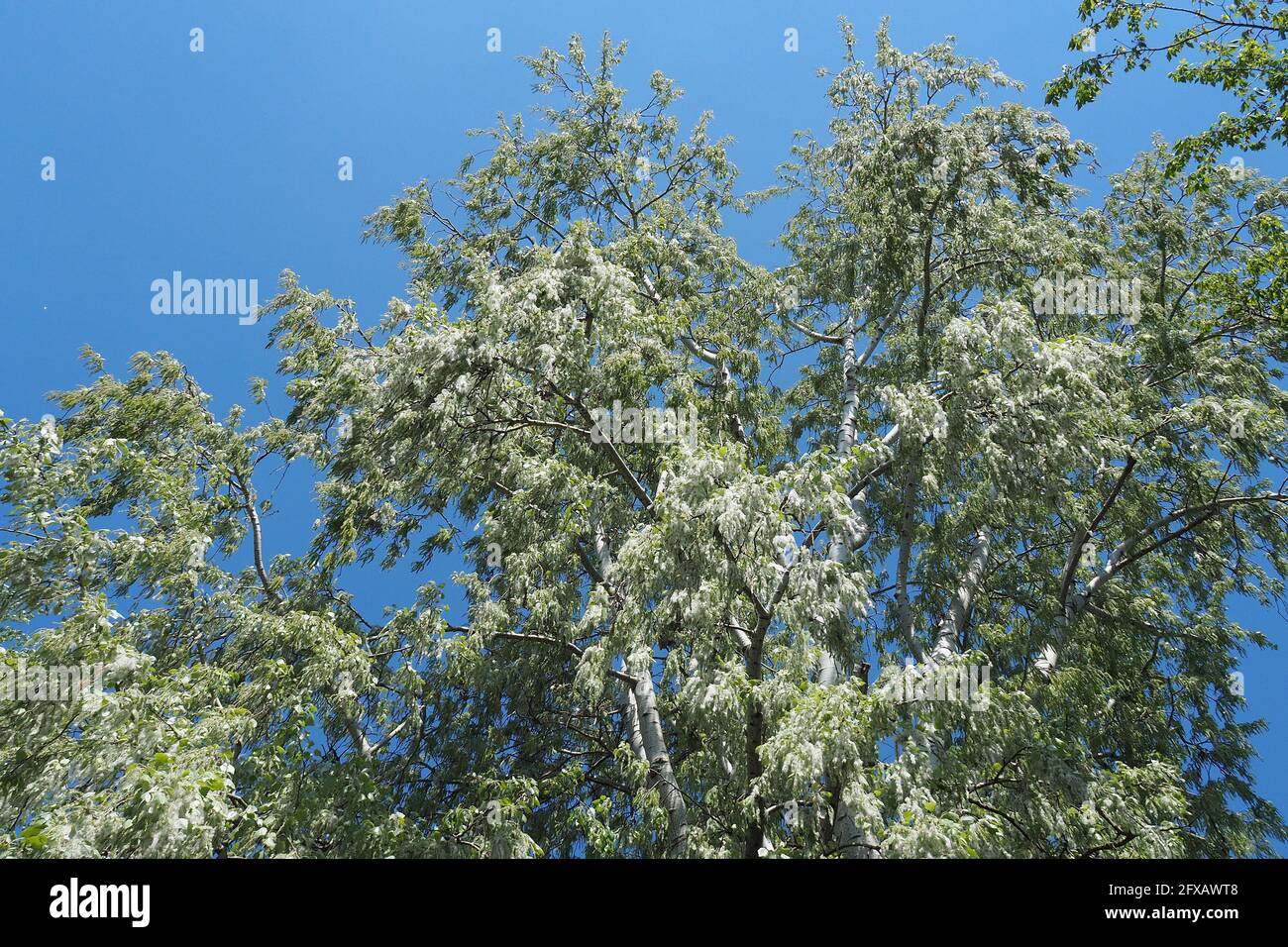 Silberpappel, weiße Pappel, Silber-Pappel, weiß-Pappel, Peuplier blank, Populus alba, fehér nyár, Budapest, Ungarn, Magyarország, Europa Stockfoto