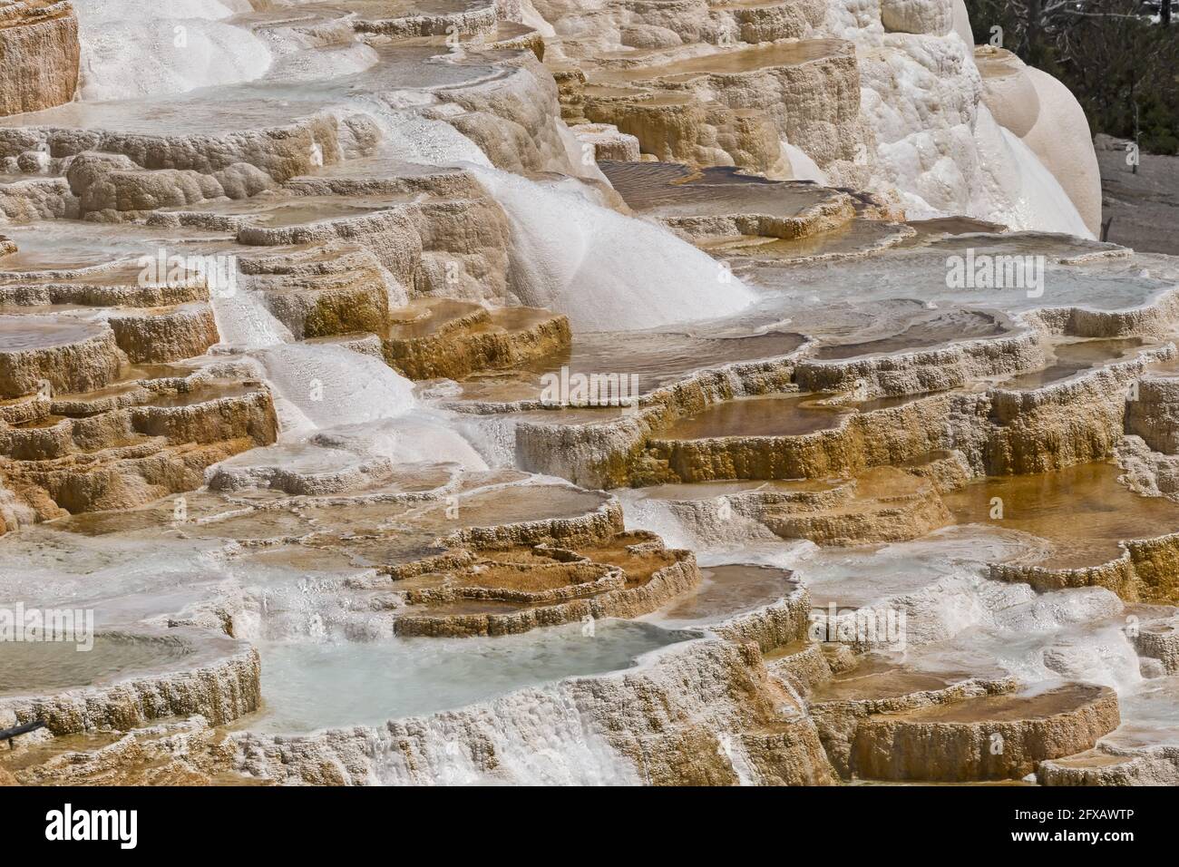 Yellowstone - Nahaufnahme des Canary Spring, Wyoming, USA Stockfoto
