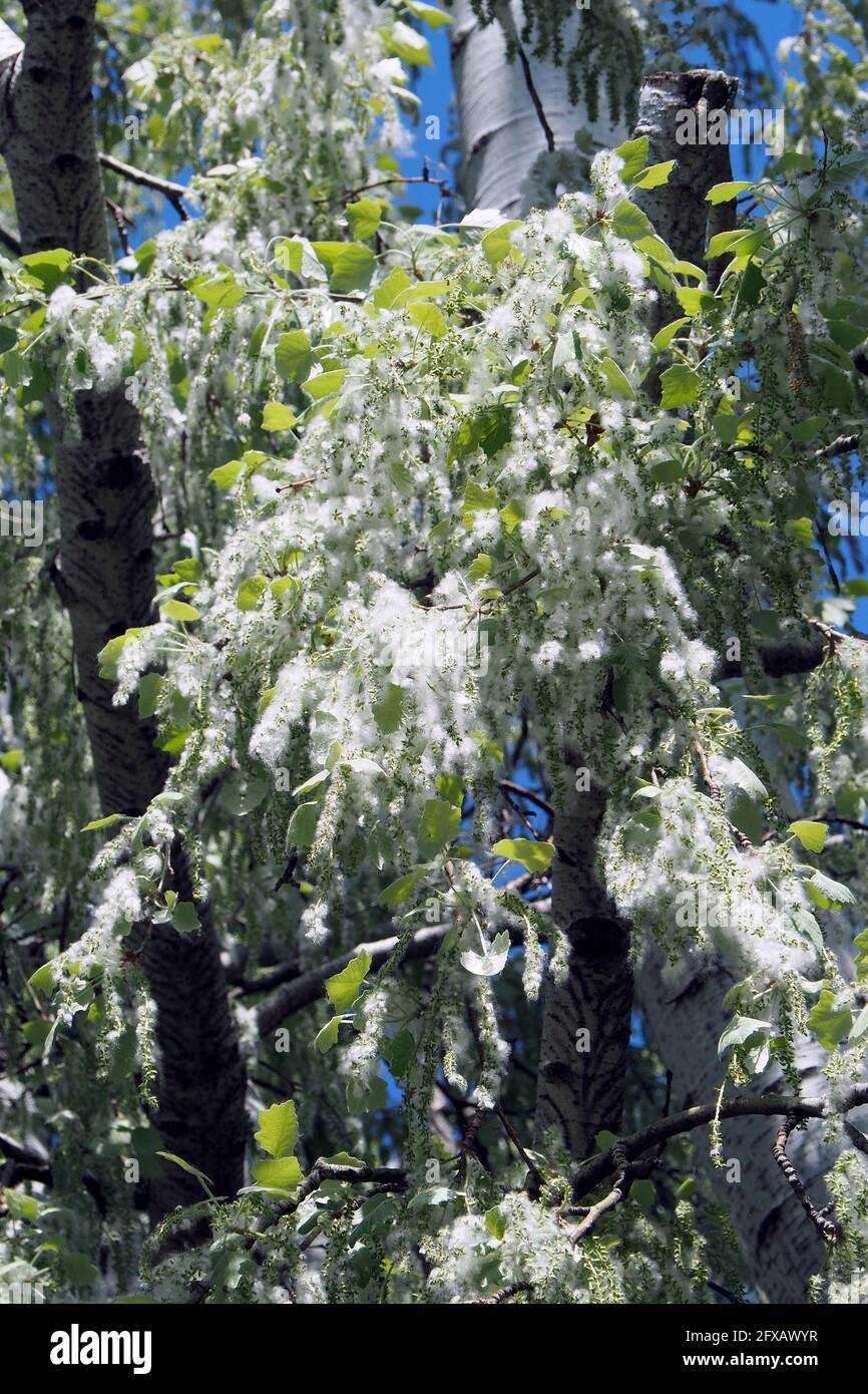 Silberpappel, weiße Pappel, Silber-Pappel, weiß-Pappel, Peuplier blank, Populus alba, fehér nyár, Budapest, Ungarn, Magyarország, Europa Stockfoto