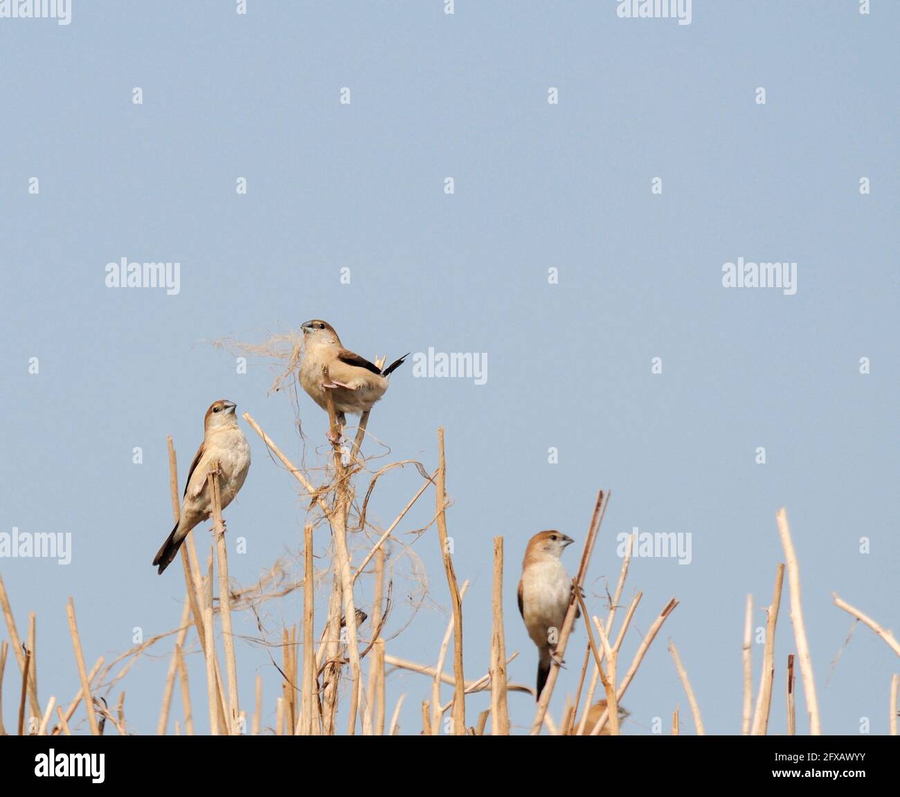Paddyfield Pipit - Anthus novacseelandiae, sitzend auf dem Paddyfield Stockfoto