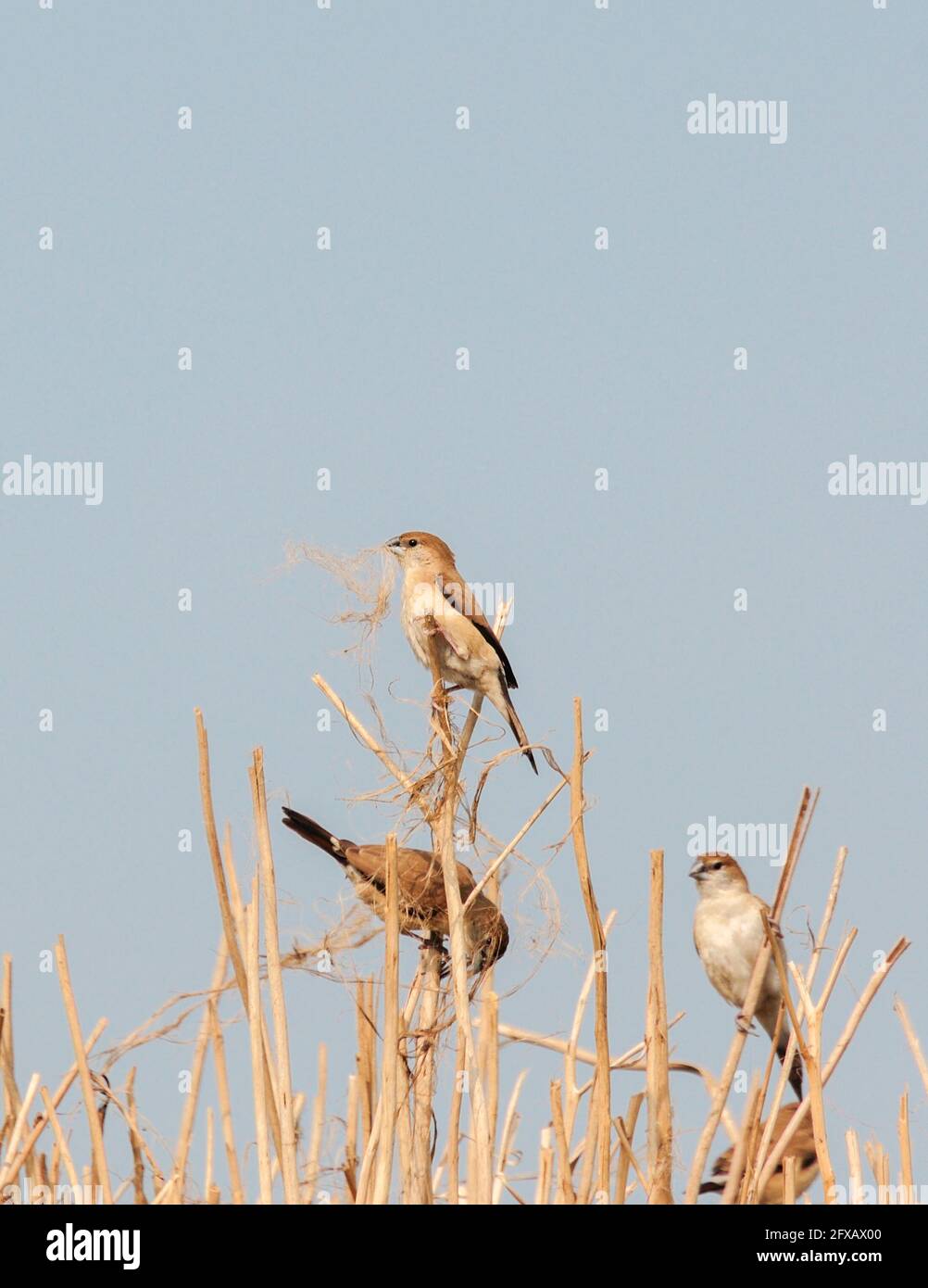 Paddyfield Pipit - Anthus novacseelandiae, sitzend auf dem Paddyfield Stockfoto