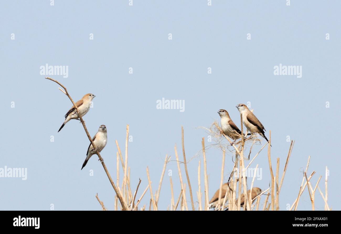 Paddyfield Pipit - Anthus novacseelandiae, sitzend auf dem Paddyfield Stockfoto