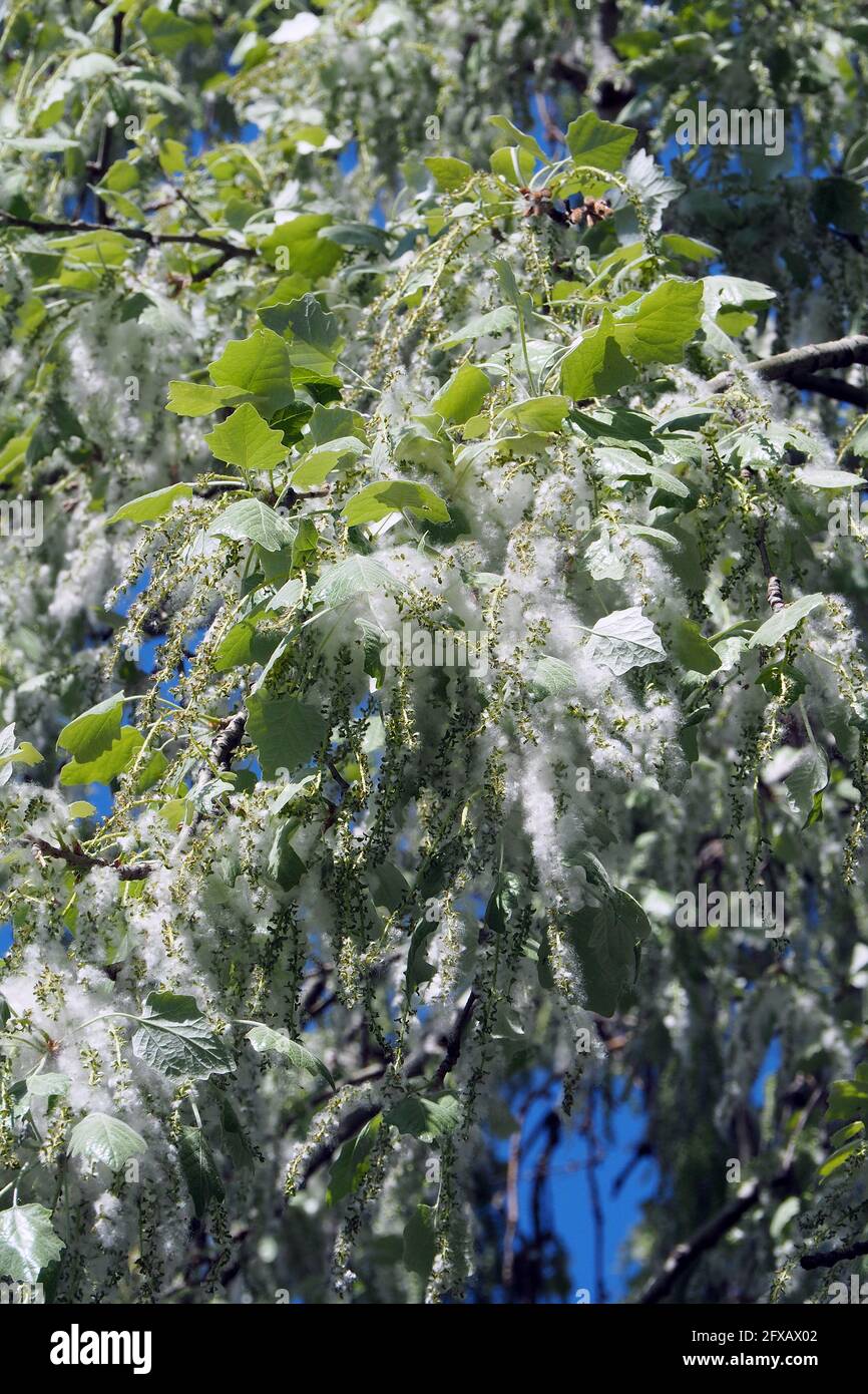 Silberpappel, weiße Pappel, Silber-Pappel, weiß-Pappel, Peuplier blank, Populus alba, fehér nyár, Budapest, Ungarn, Magyarország, Europa Stockfoto