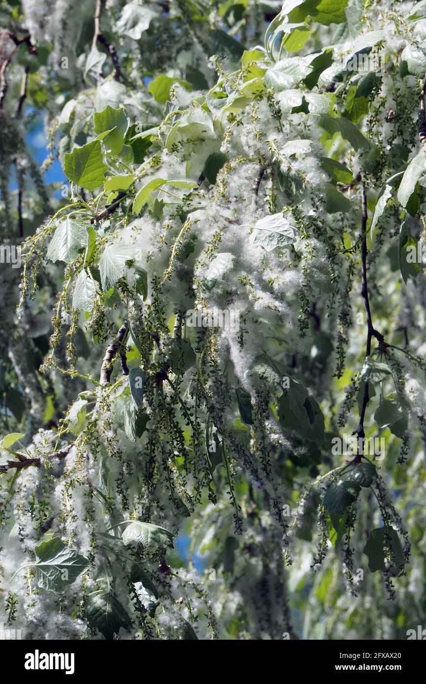 Silberpappel, weiße Pappel, Silber-Pappel, weiß-Pappel, Peuplier blank, Populus alba, fehér nyár, Budapest, Ungarn, Magyarország, Europa Stockfoto