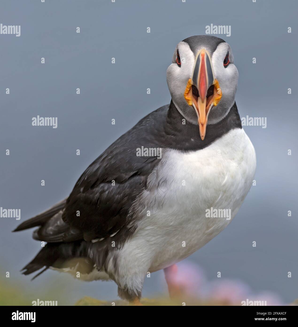 Atlantischer Puffin-Vogel mit offenem Schnabel, der einen Alarmruf abgibt In Island Stockfoto