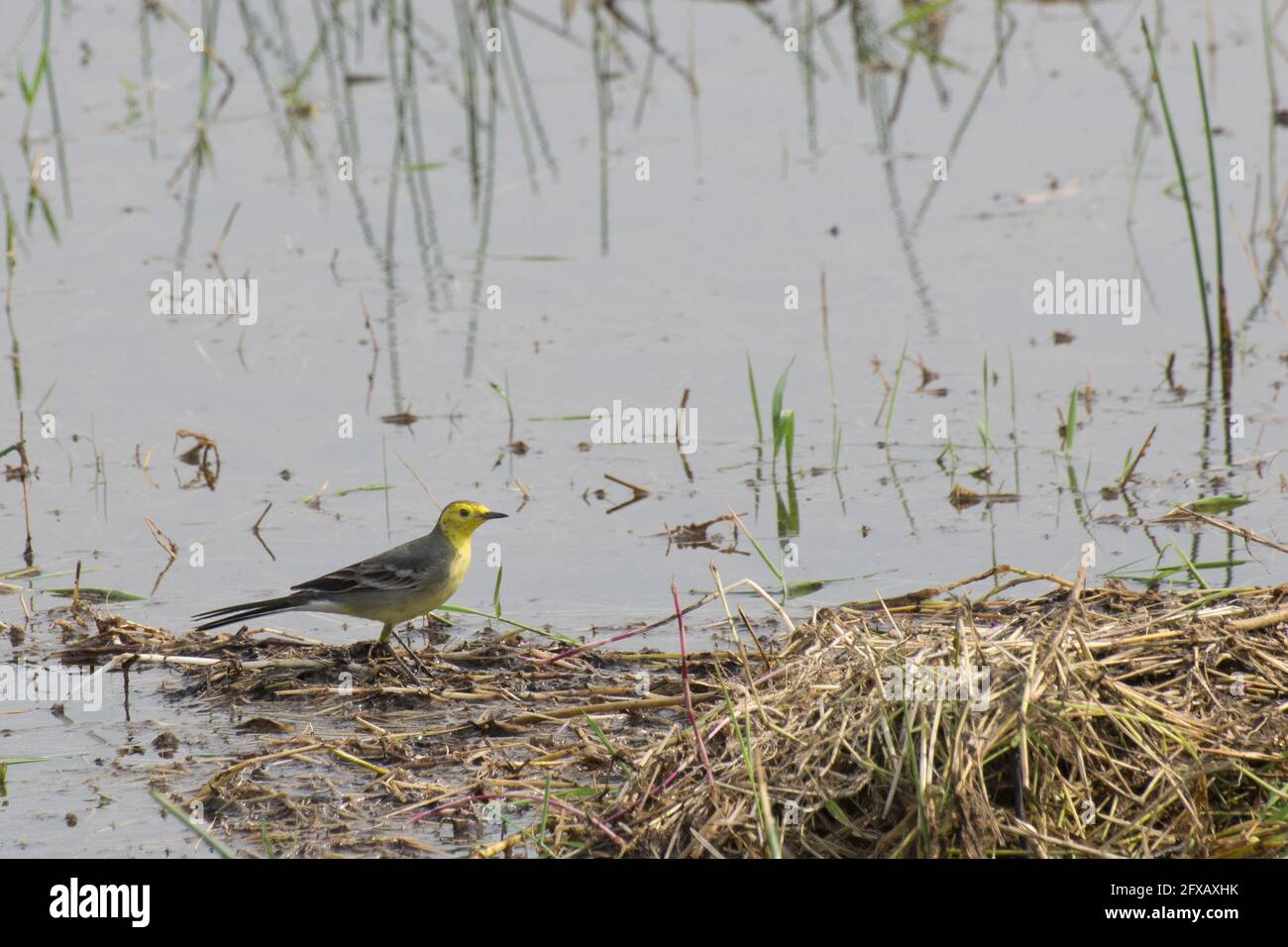 Gelbe Bachstelze, wissenschaftlicher Name - Motacilla flava, sitzend auf Feuchtgebiet. Es ist der frühe Wintervogel Indiens. Stock-Bild, das tagsüber aufgenommen wurde, Stockfoto