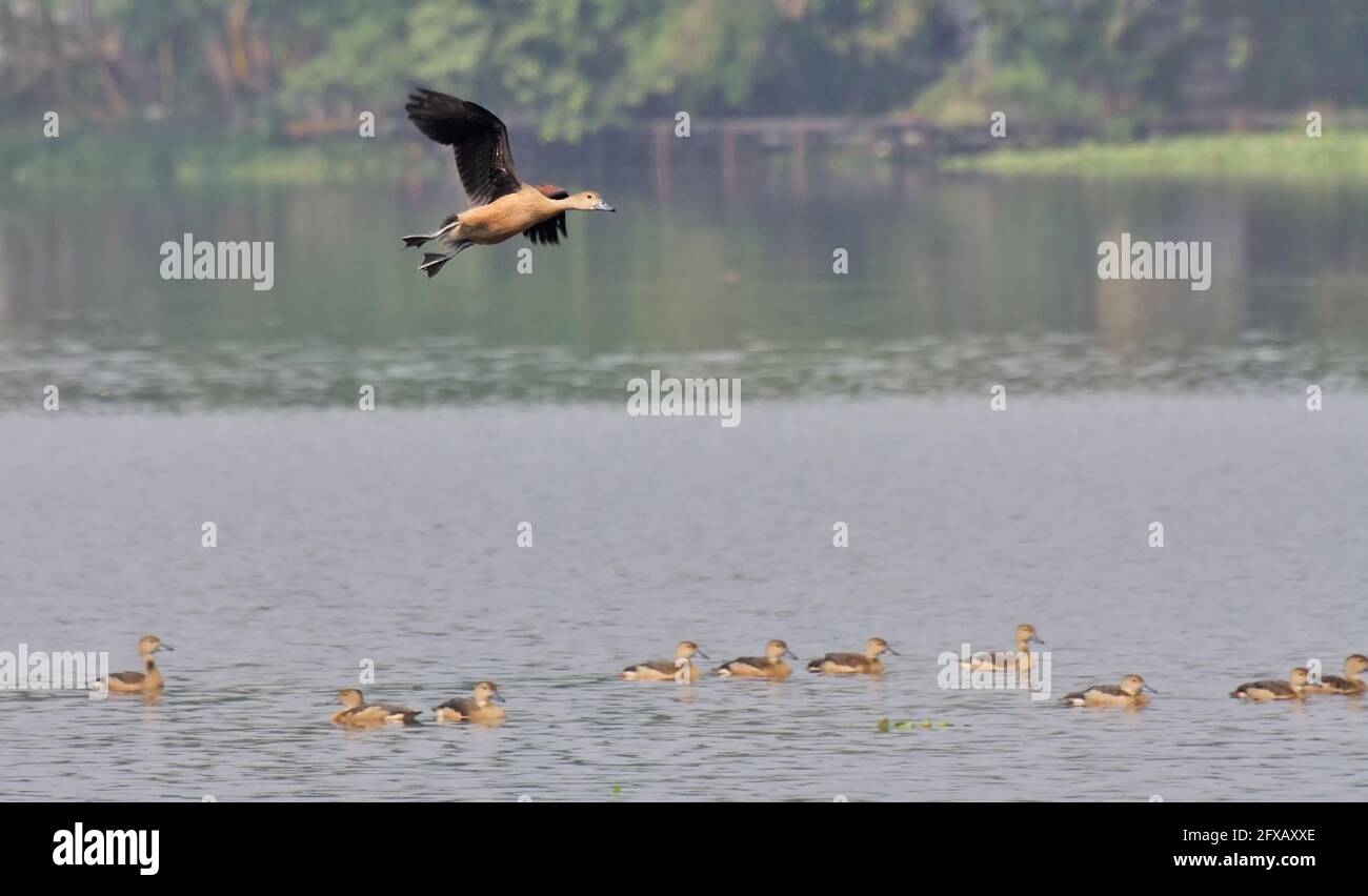 Vogel, kleine Pfeifente - Dendrocygna javanica, auch bekannt als indische Pfeifente oder kleine Pfeifente, Art der Pfeifente Stockfoto Vogel, kleine Pfeifente - Dendrocygna javanica, auch bekannt als indische Pfeifente oder kleine Pfeifente, Art der Pfeifente Stockfoto
