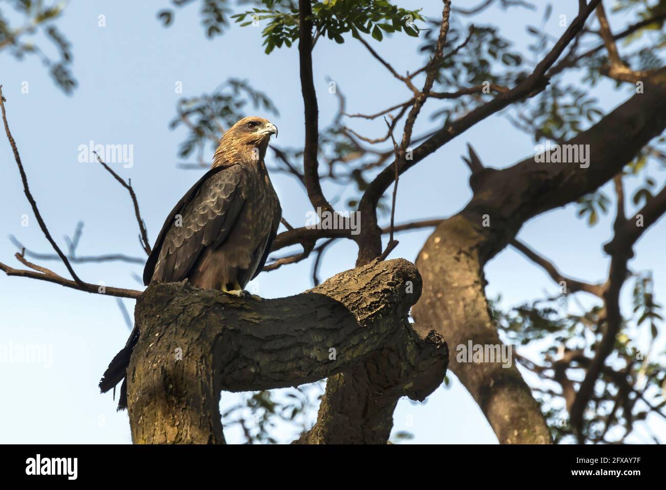 Bird, Pariah Kite - Milvus migrans, sitzend auf Baumstamm Stockfoto