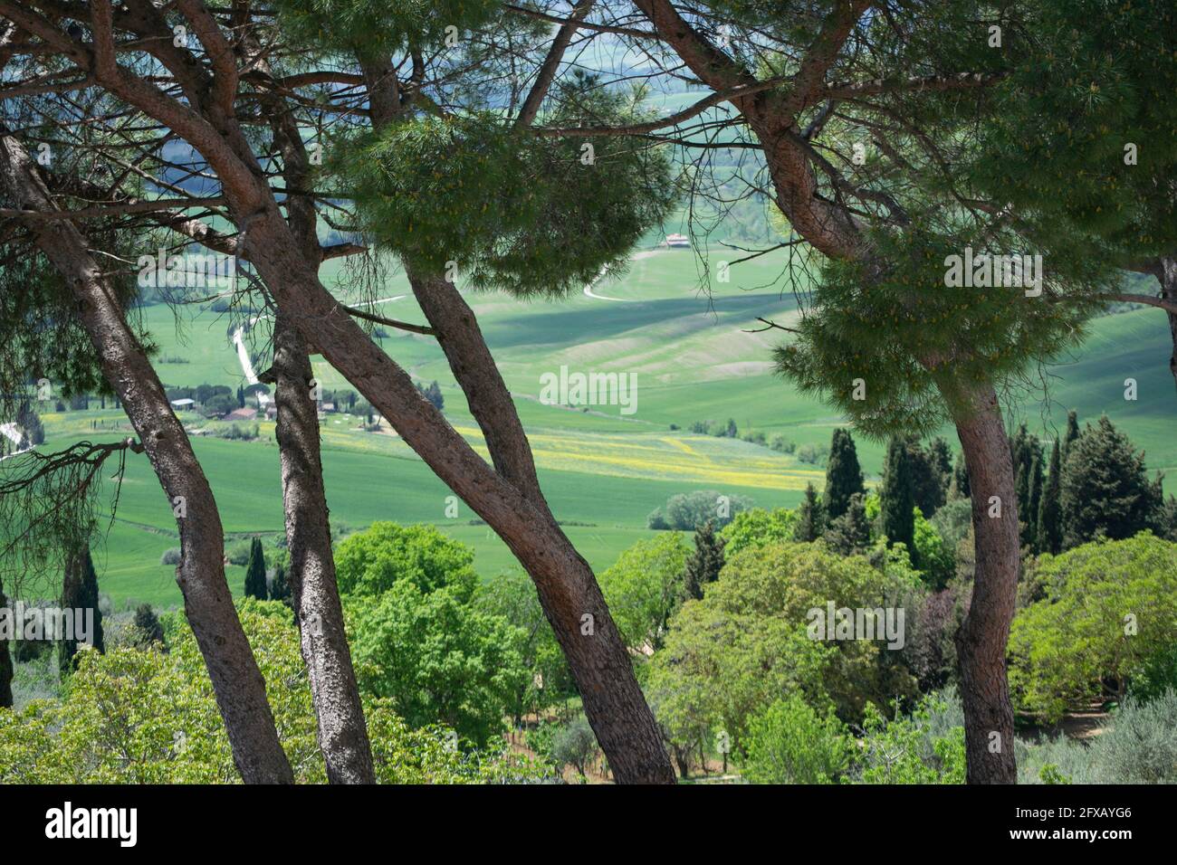 Pinien mit sanften Hügeln im Hintergrund Stockfoto