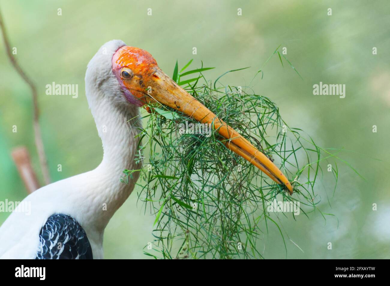 Indischer storch -Fotos und -Bildmaterial in hoher Auflösung – Alamy