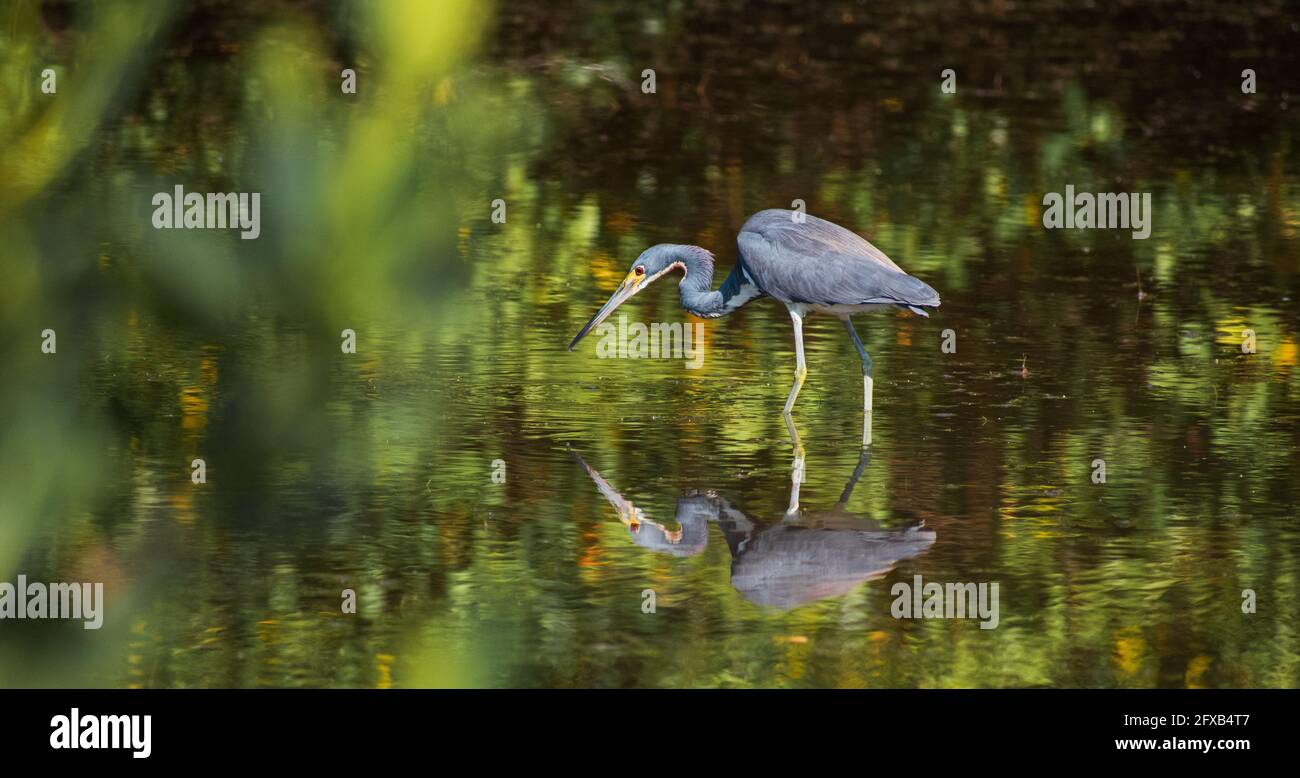 Ein dreifarbiger Reiher-Stiel befällt in den flachen Gewässern eines Naturschutzgebiets in Tampa Bay, Florida. Stockfoto