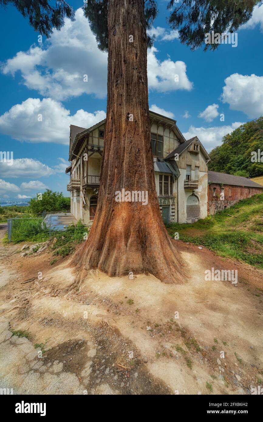 Königswinter, Deutschland - 01. August 2020: Sequoia-Baum vor der Ruine des Burghofes am Drachenfels in Königswinter. Stockfoto
