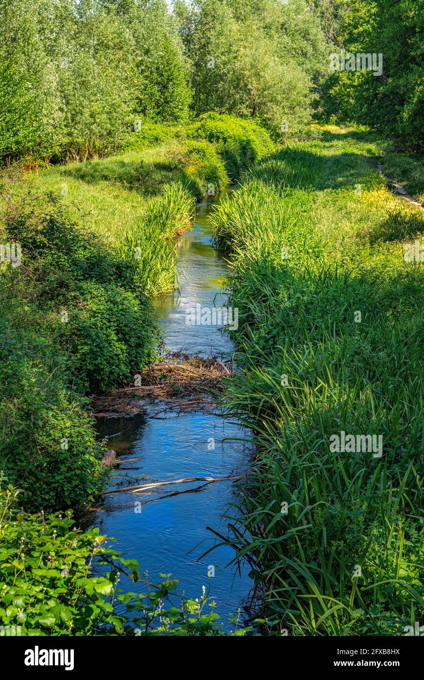 An einem sonnigen Sommertag fließen leise kleine Bäche zwischen hohem Gras und Wasservegetation. Abruzzen, Italien, Europa Stockfoto