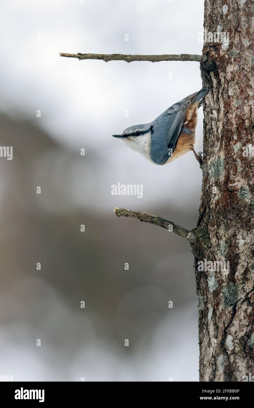 Eurasische Kleiber Stockfoto