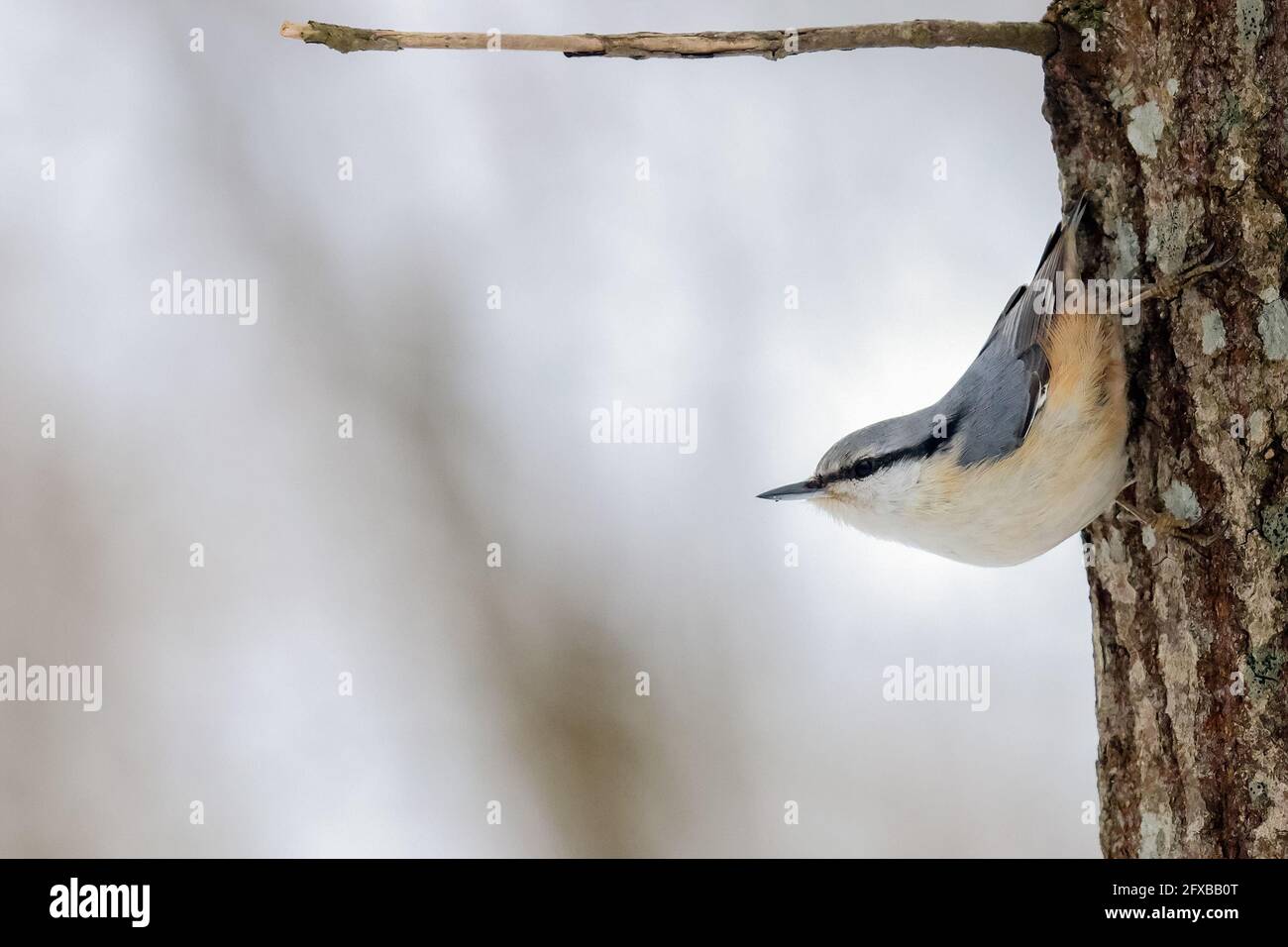 Eurasische Kleiber Stockfoto