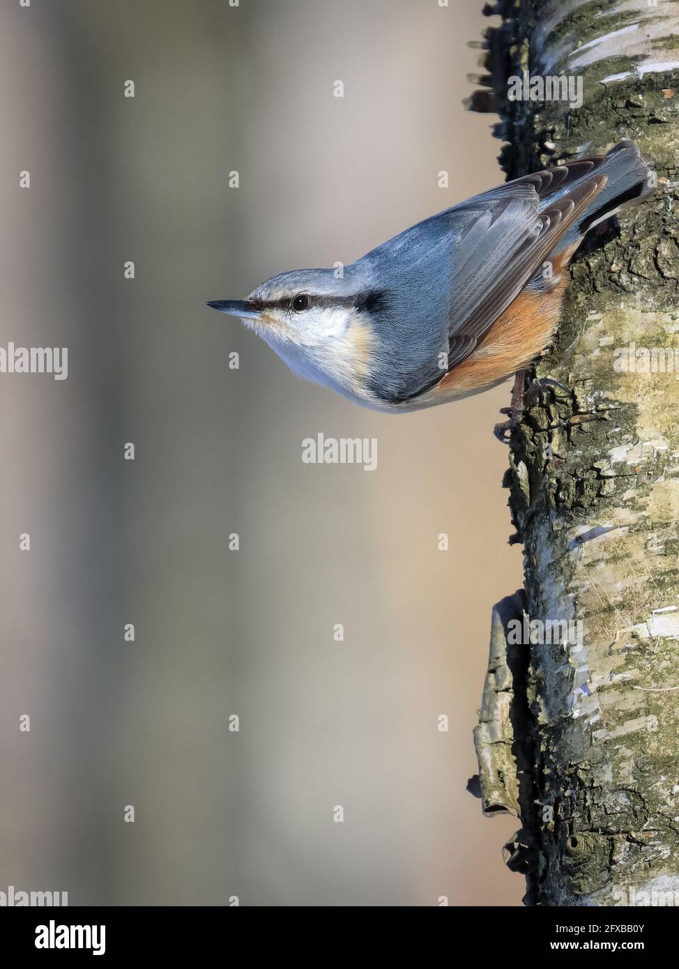 Eurasische Kleiber Stockfoto