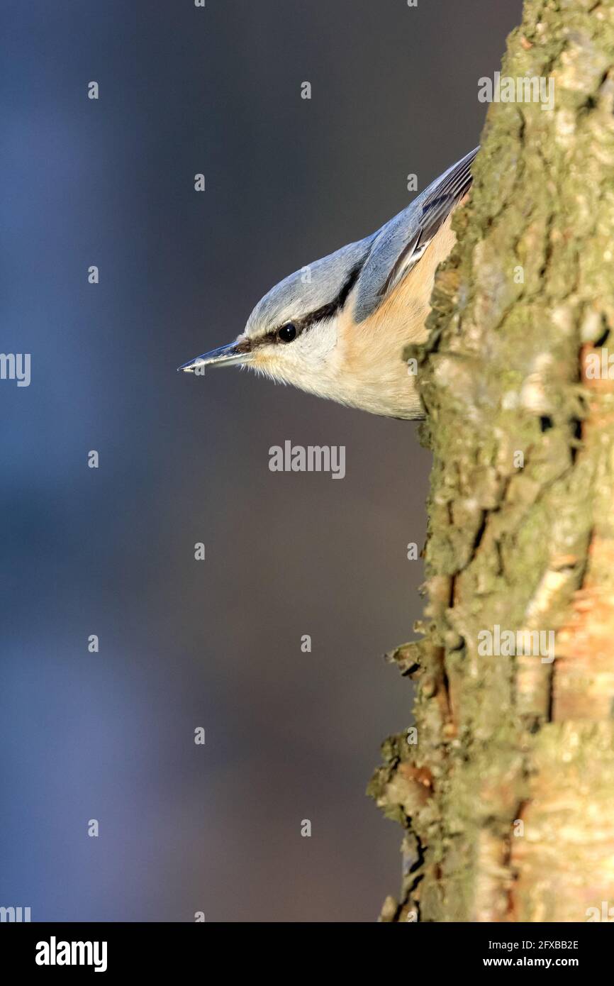 Eurasische Kleiber Stockfoto