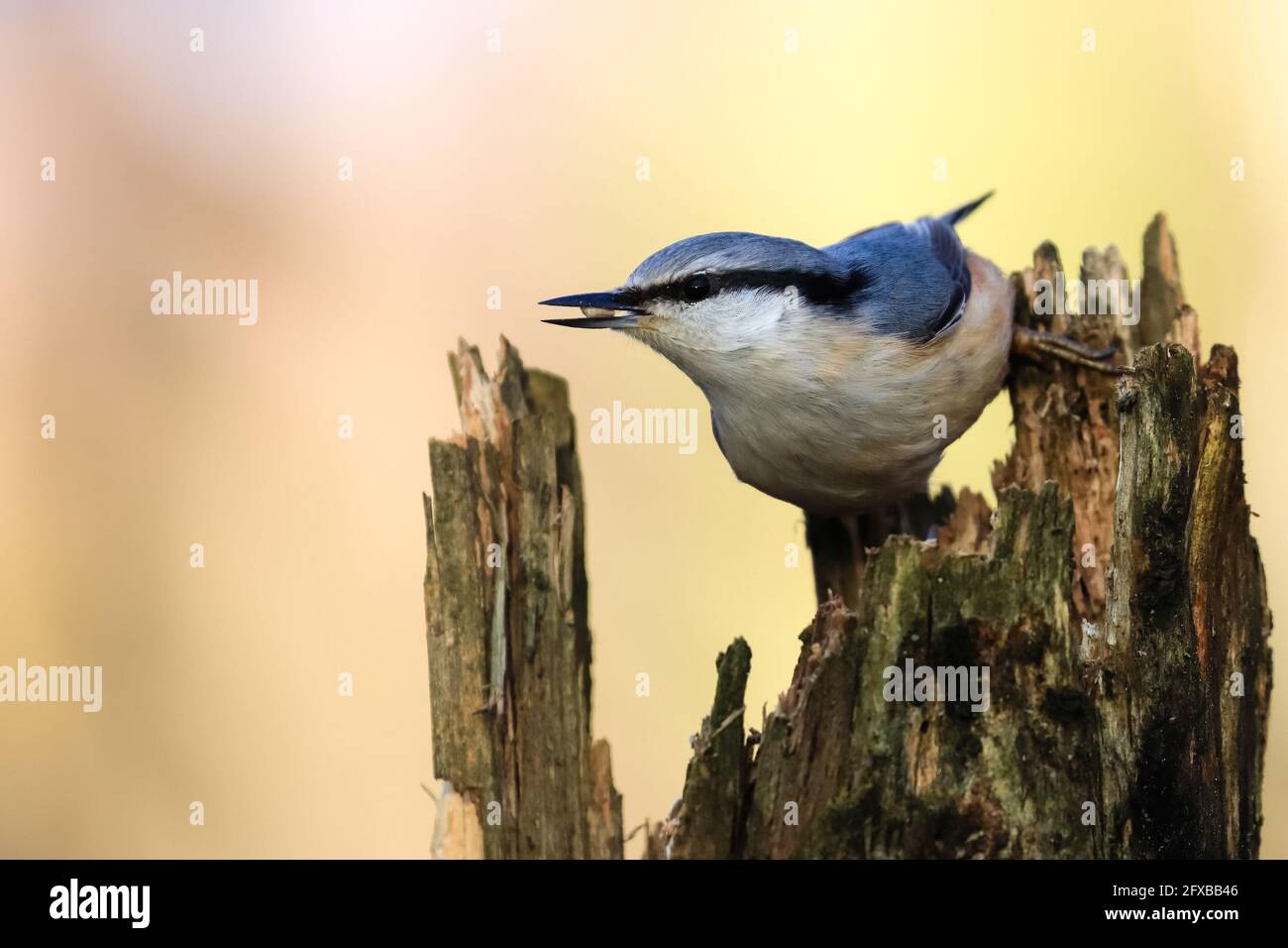 Eurasische Kleiber Stockfoto