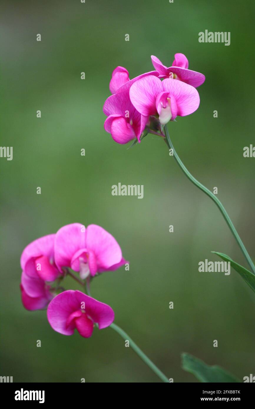 Leuchtend rosa, süße Erbsen, die am Straßenrand wachsen Stockfoto