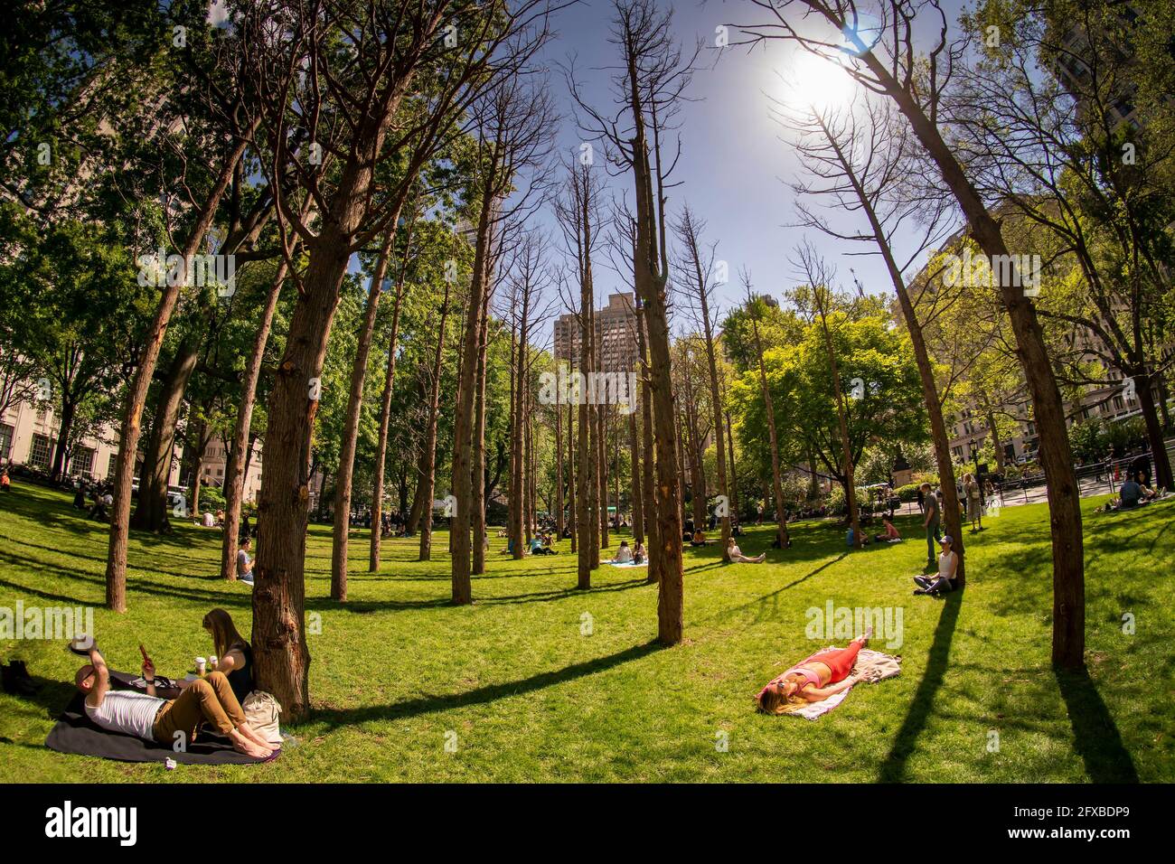 Besucher des Madison Square Parks in New York entspannen sich maskenlos inmitten der toten Bäume von Maya Lins Installation „Ghost Forest“ an einem warmen Freitag, dem 14. Mai 2021. Das CDC hat neue Richtlinien veröffentlicht, die es vollständig geimpften ermöglichen, an großen oder kleinen Aktivitäten im Innen- und Außenbereich teilzunehmen, ohne eine Maske oder soziale Distanzierung zu tragen. (© Richard B. Levine) Stockfoto