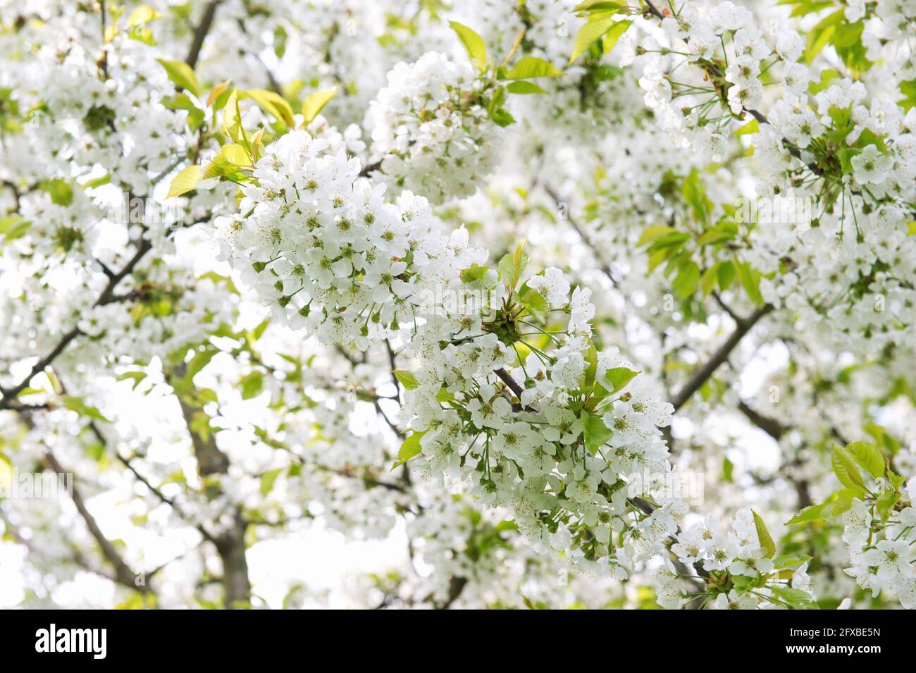 Blüte des Kirschbaums. Frühlingsblumen. Natur Hintergrund Stockfoto