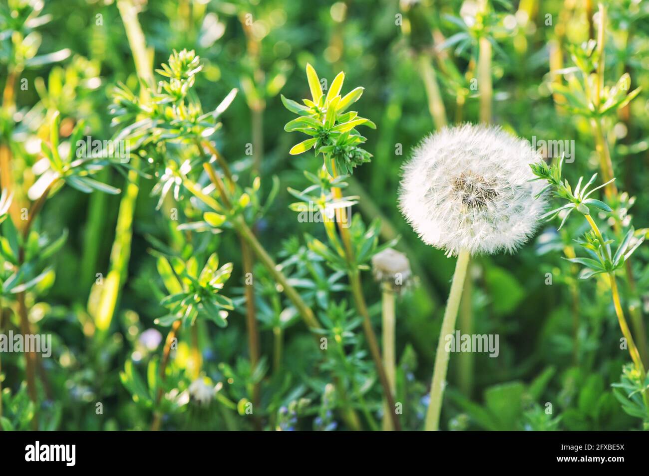 Dandelion blüht im grünen Feld. Natur Hintergrund Stockfoto