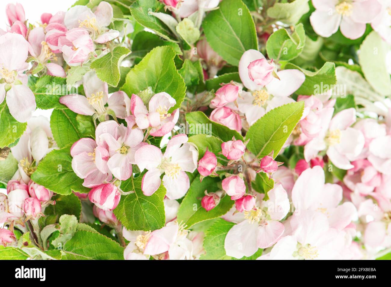 Blüte des Apfelbaums. Frühlingsblumen. Natur Hintergrund Stockfoto