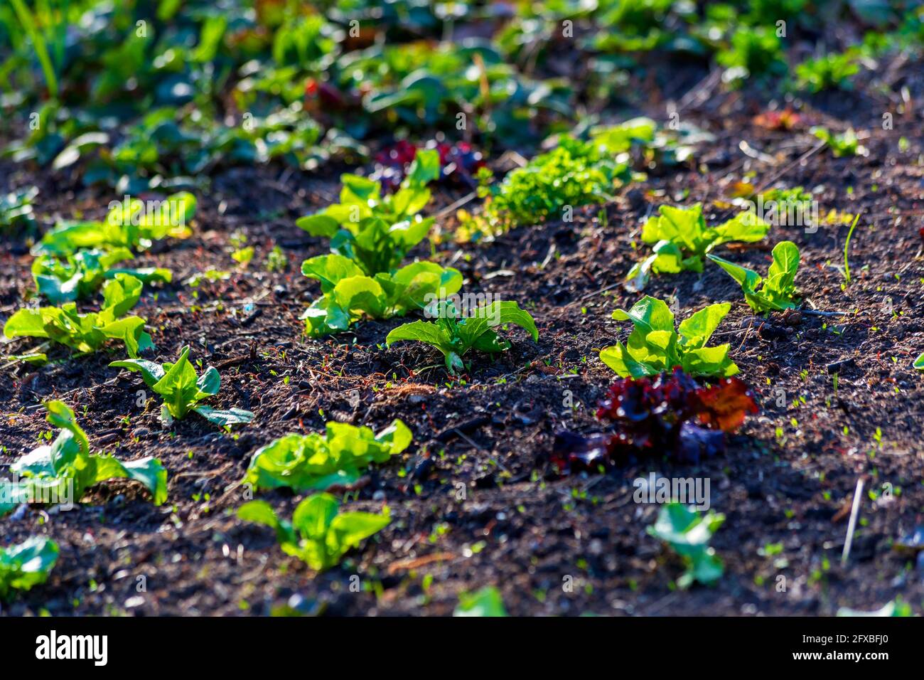 Salat wächst im Gemüsegarten im frühen Frühjahr Stockfoto