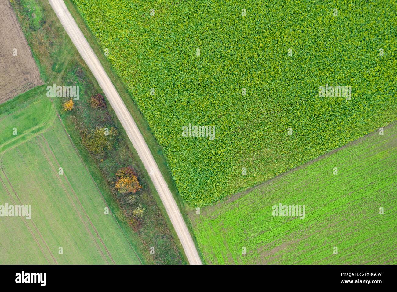 Drohnenansicht der Landstraße, die sich zwischen grünen Feldern erstreckt Stockfoto