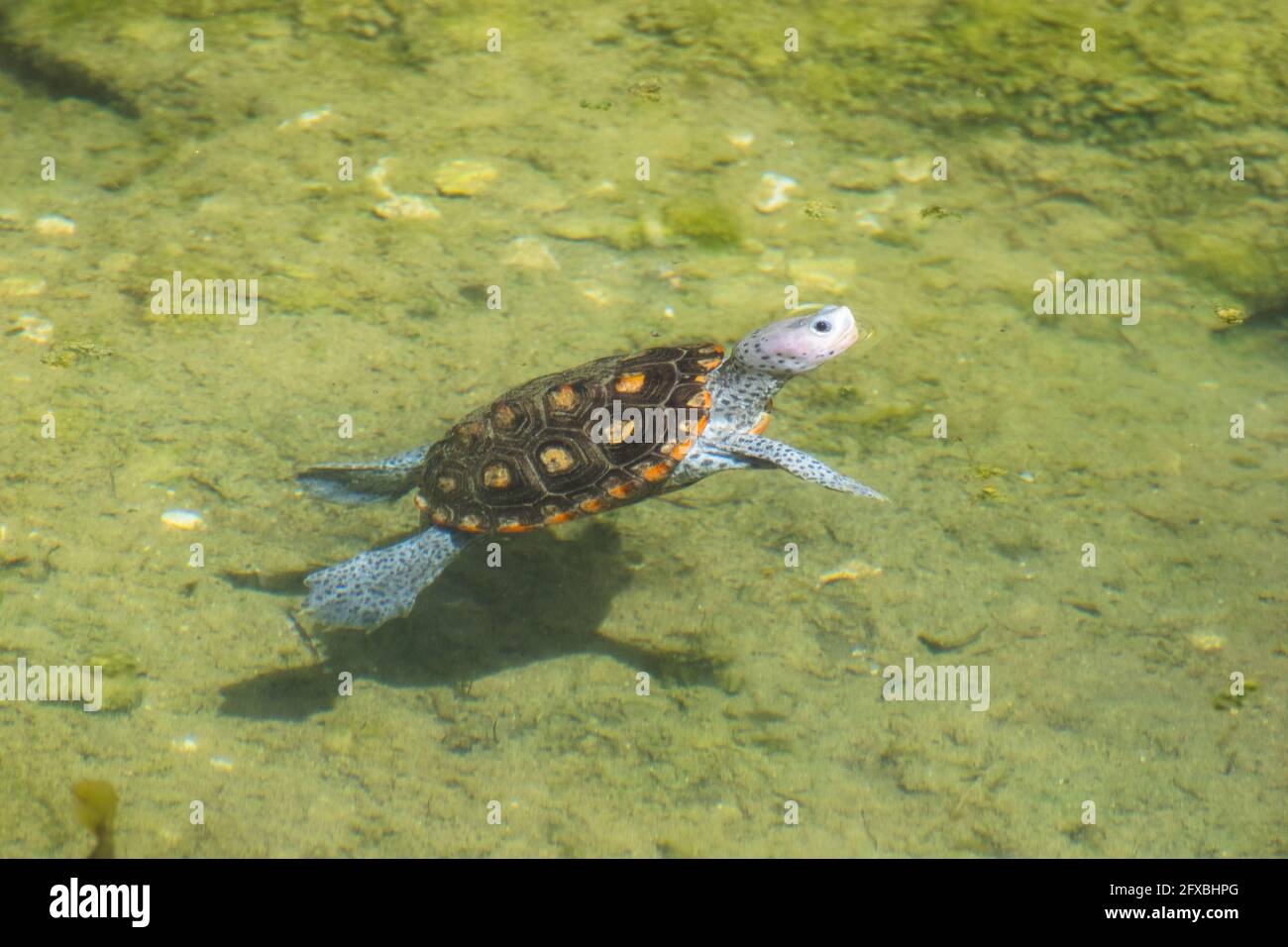 Eine Diamondback Terrapin schwimmt in einem kleinen Teich in einem Tampa Bay Naturschutzgebiet. Die Diamondback Terrapin ist eine bedrohte Schildkrötenart. Stockfoto