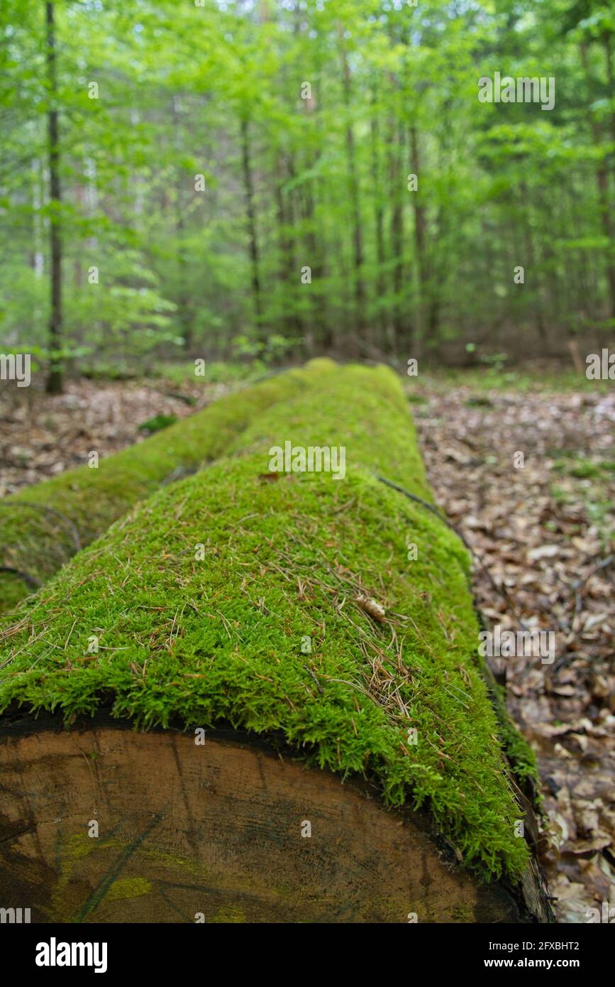 Eine dicke Schicht aus grünem Moos auf einem gefällten Baum Im Wald Stockfoto