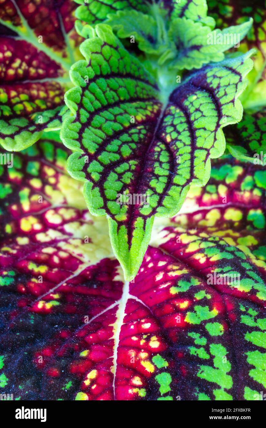 Nahaufnahme der bemalten Brennnessel (Coleus blumei) Stockfoto